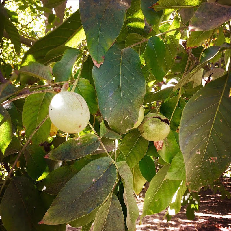 California Walnut Harvest