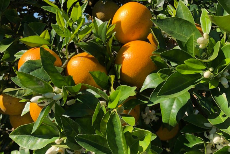 Florida orange juice: Close up photo of Valencia oranges on the tree, with some white orange blossoms visible