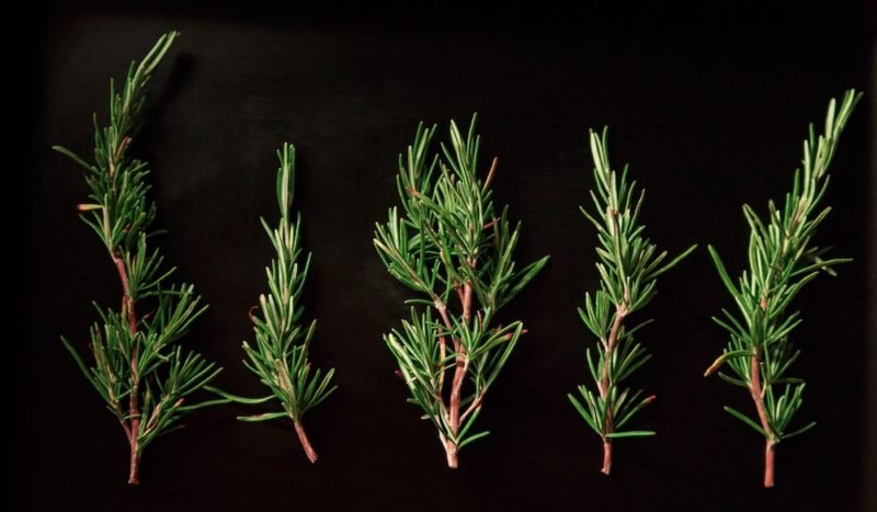 Photo of five sprigs of fresh rosemary on a black background