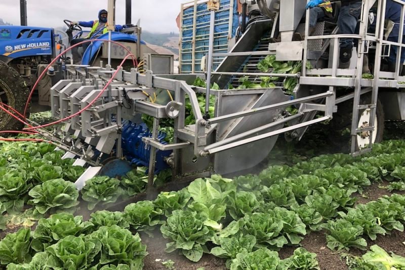 Myths & Facts About Farming: Photo of romaine lettuce being harvested by a water jet harvesting machine that use water to prevent the cut stem ends from browning.