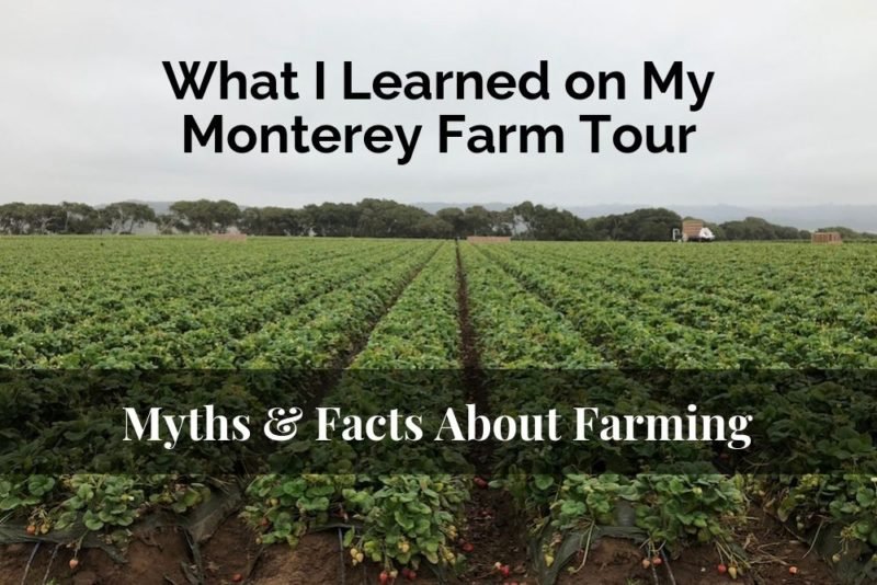 Myths & Facts About Farming: Photo of rows of strawberry fields in California's Salinas Valley, under a foggy sky.