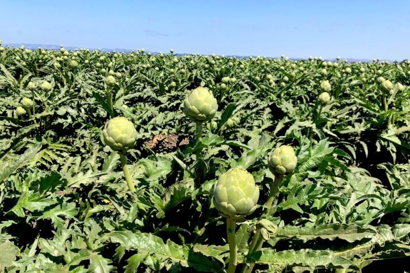 Photo of an artichoke field in the Salinas Valley of California, under a blue sky.