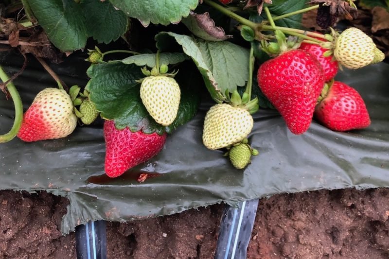 Close up of strawberries, some ripe, others unripe, grown on black plastic mulch, with drip irrigation hoses visible, on a California farm in the Salinas Valley.
