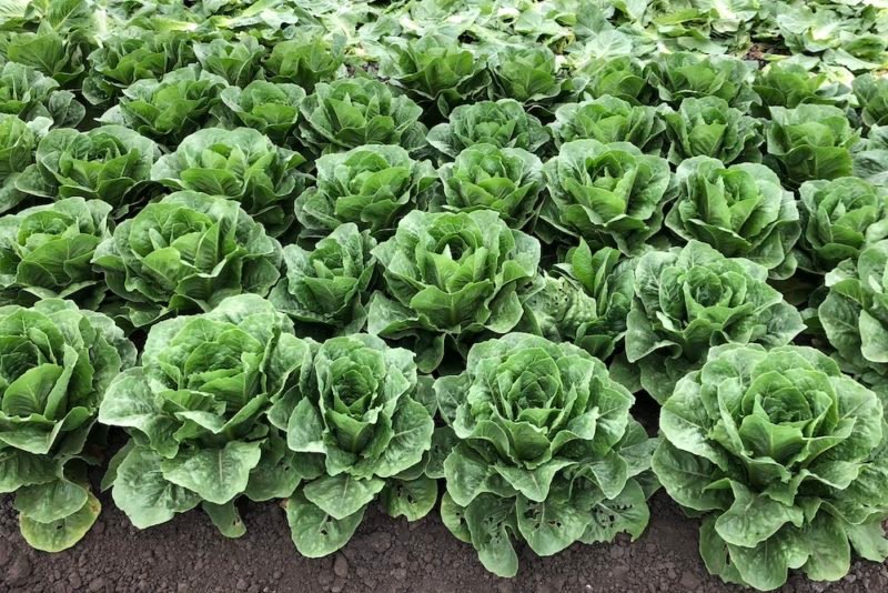Photo of gorgeous romaine lettuce heads on a California farm in the Salinas Valley.