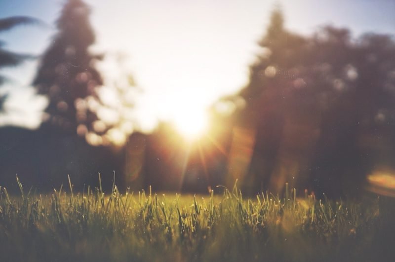 Photo of a grassy lawn, with blurry trees in the background, as the sun is rising.